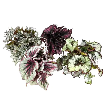 Begonia Rex Mix 12 cm.