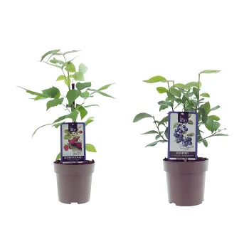 Bärväxt mix 15 cm.