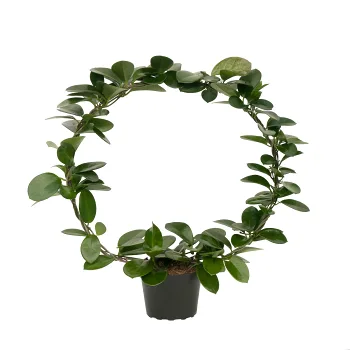 Porslinsblomma på båge 14cm.