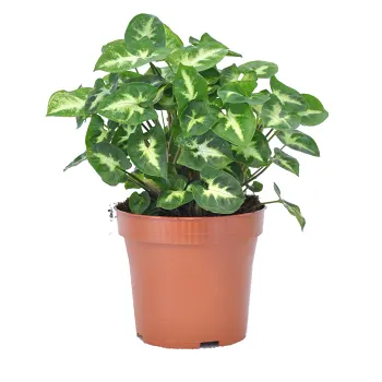 Pilspetsranka småbladig 12cm kruka Höjd 20cm.