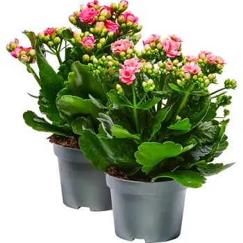 Kalanchoe 10,5cm Specialmix.