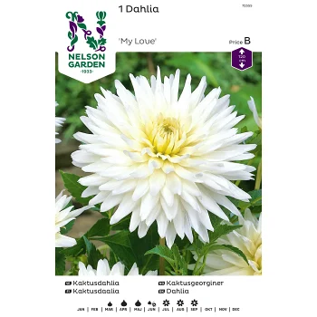 Vårlök Kaktusdahlia Hög Vit 1st Nelson Garden.