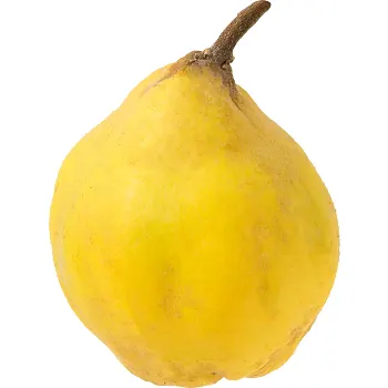 Kvittenfrukt ca 160g Klass 1 ICA.