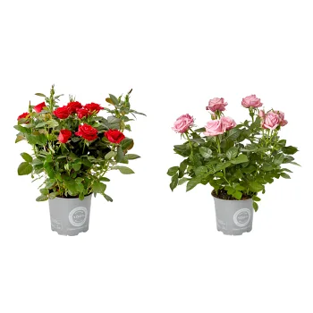 Ros lyx 15cm kruka varierande färger.