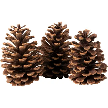 Stora kottar 3p Nordic Season.