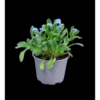 Förgätmigej 10,5 cm.