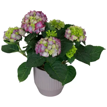 Arr Hortensia i keramik 10,5cm x6.