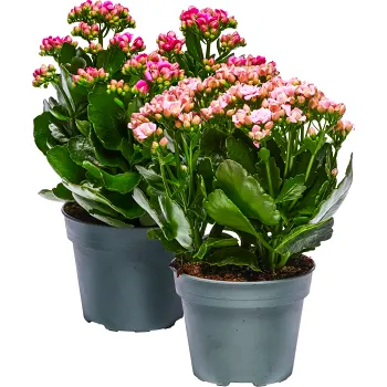 Kalanchoe dubbelblommande 13cm kruka Höjd 30cm varierande färger.