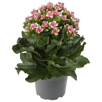 Kalanchoe varierande färger.