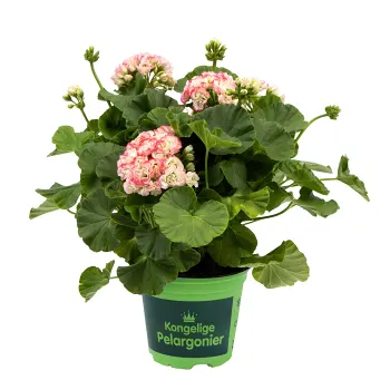 Pelargon dubbelblommande 11,5cm kruka varierande färger.
