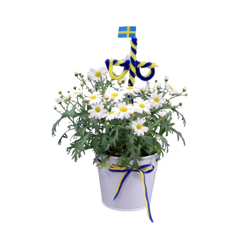 Arr Margerit Midsommar 12,5cm x10.