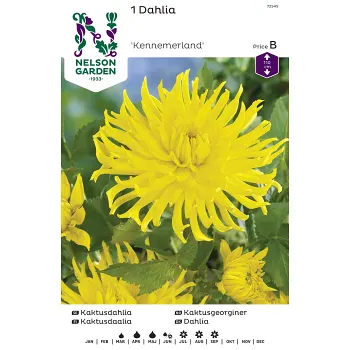 Vårlök Kaktusdahlia Hög Gul 1st Nelson Garden.