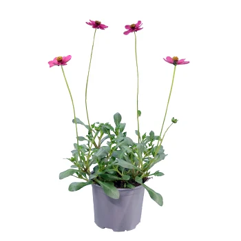 Chokladblomma cherry.