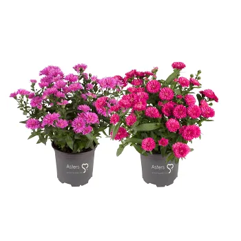 Aster dubbelblommande 11cm kruka Höjd 28cm varierande färger.