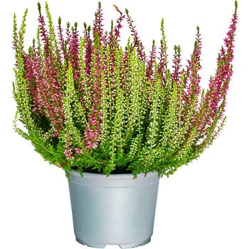 Calluna Beauty ladies Trio 12 cm.