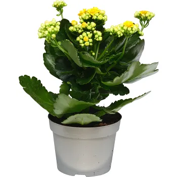 Kalanchoe dubbelblommande 10,5cm kruka Höjd 26cm gul.