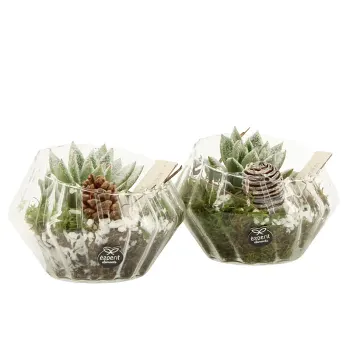 Arr Glas Echeveria 15cm x4.