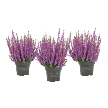 Ljung Beauty ladies lila 13cm.