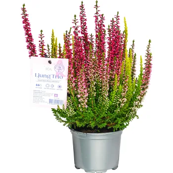 Ljung Calluna Trio Rosa Bandet 11 cm.