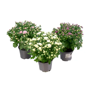 Chryssboll Garden mums, 12cm varierande färger..