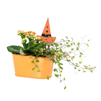 Arr Halloween Häxhatt 16cm x6.