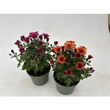 Krysantemum special 10,5cm kruka Höjd 23cm varierande färger.