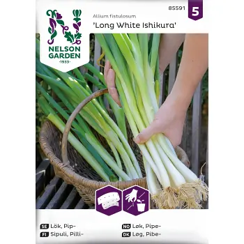 Lök, Pip, Long White Ishiku, såband Nelson Garden.