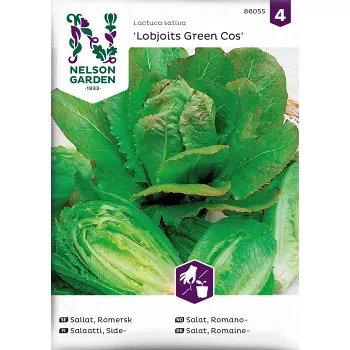 Sallat, Romersk-, Lobjoits Green Nelson Garden.