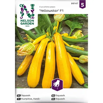 Squash, Yellowstar F1 Nelson Garden.