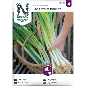 Lök, Pip, Long White Ishikura Nelson Garden.