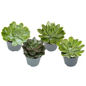 Echeveria mini med glitter 6cm kruka Höjd 12cm.