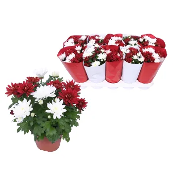 Krysantemum duo 12cm x10.