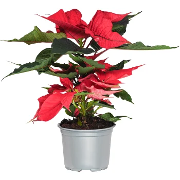 Julstjärna 1-bent 10,5cm kruka Höjd 22cm röd.