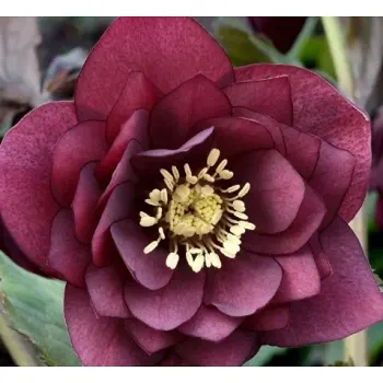 Julros dubbel röd 12 cm.