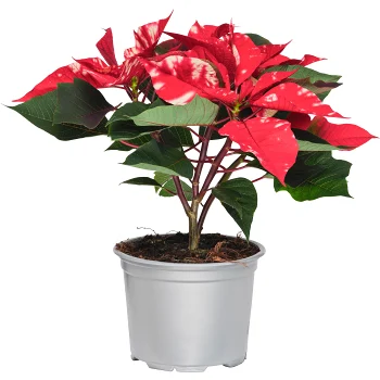 Julstjärna 4-5 grenad 13cm Fantasy Star.