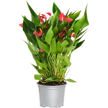 Anthurium Million 12cm kruka Höjd 40cm röd.