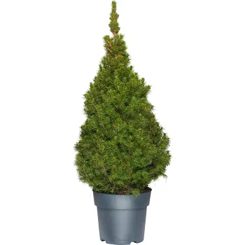 Sockertoppsgran 21 cm.