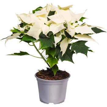 Julstjärna 4-6 grenad 12cm kruka Höjd 32cm vit.