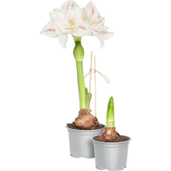 Amaryllis Ernst 13cm.