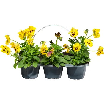 Pensé krusblommig 6-p varierande färger.