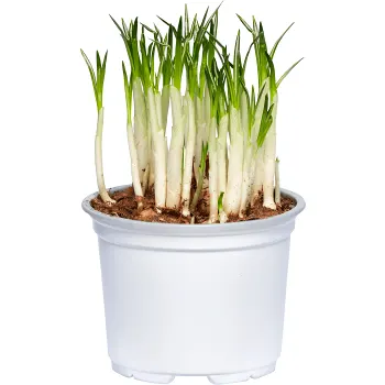 Krokus 10,5cm kruka 20 cm hög.