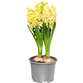 Vårhyacint 12cm kruka varierande färger.