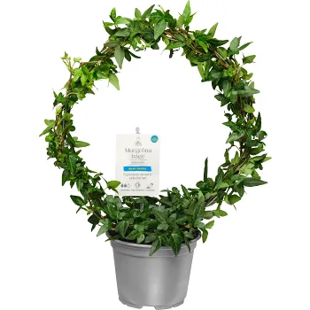 Murgröna på båge 12cm ICA.