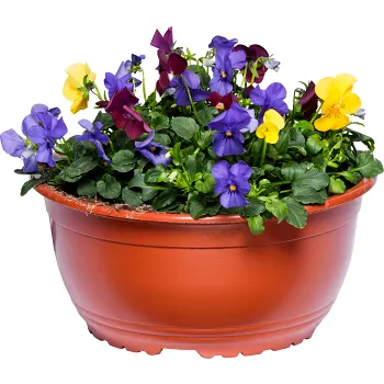 Penséskål rainbow 23cm.