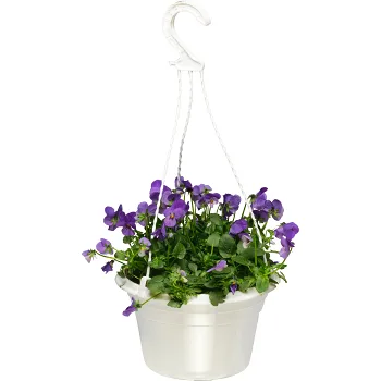 Pensé ampel medium 20cm kruka varierande färger.