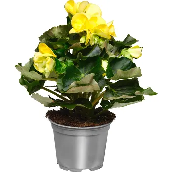 Begonia 12cm kruka Höjd 28cm gul.