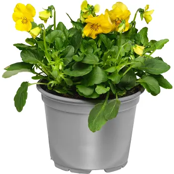 Pensé småblommig singel 12cm kruka varierande färger.