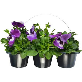 Pensé storblommig 6-p varierande färger.