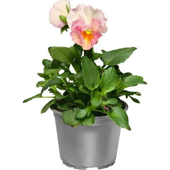 Årets Pensé 10,5 cm.