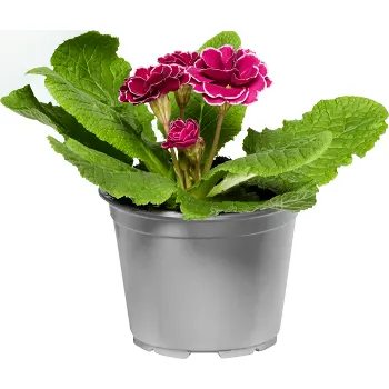 Jordviva dubbelblommande 10,5cm kruka Höjd 20cm varierande färger.